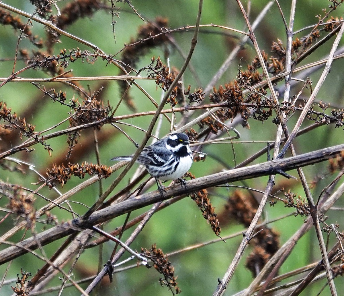 Black-throated Gray Warbler - ML619794948