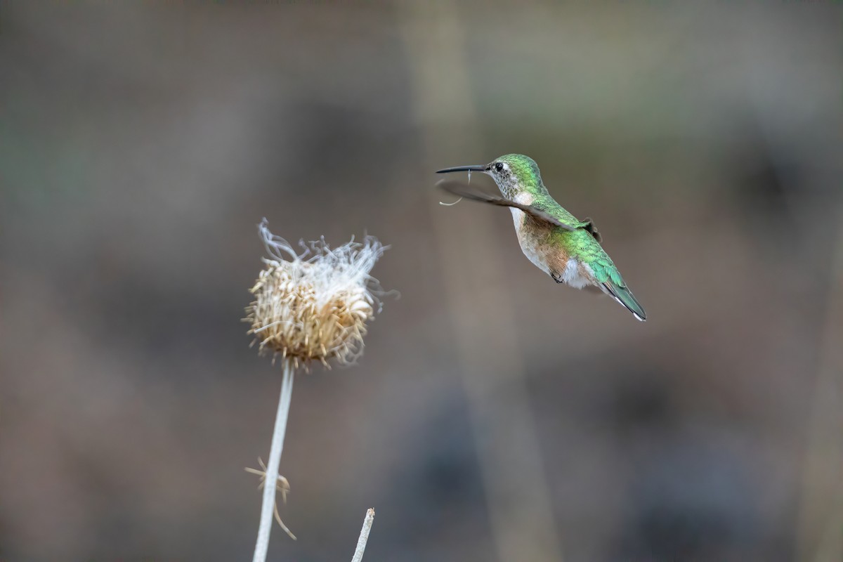 Broad-tailed Hummingbird - ML619795009