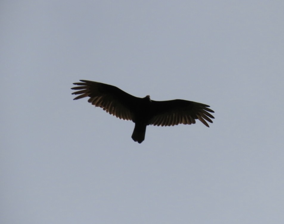 Turkey Vulture - ML619795021