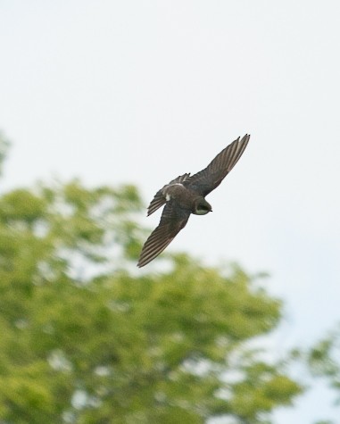 Northern Rough-winged Swallow - ML619795118
