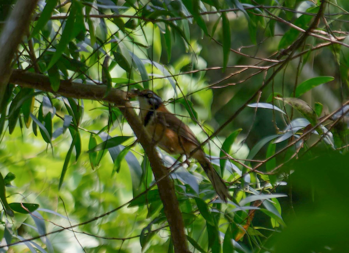 Lesser Necklaced Laughingthrush - ML619795120