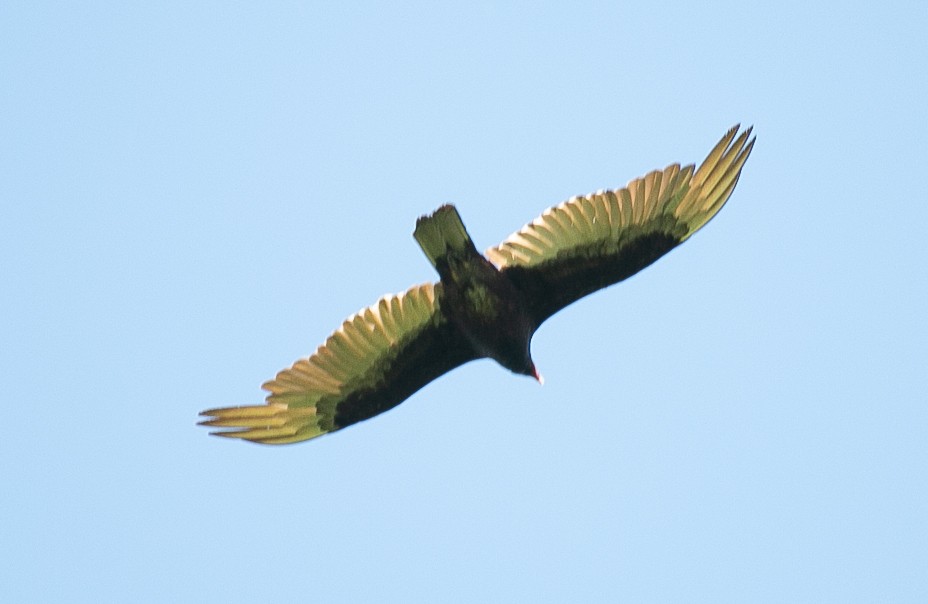 Turkey Vulture - ML619795153