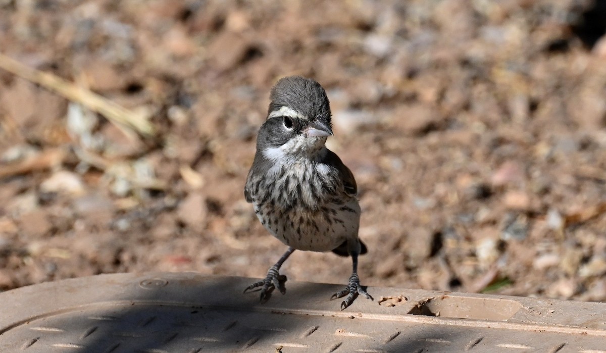 Black-throated Sparrow - ML619795173