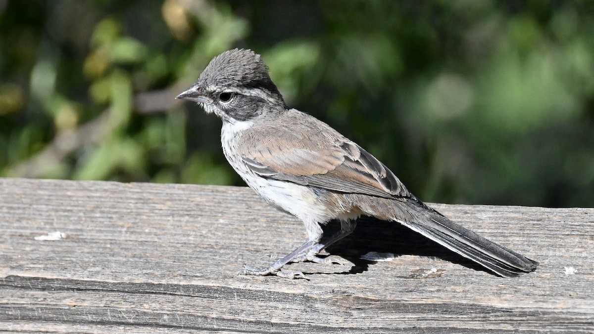 Black-throated Sparrow - ML619795174