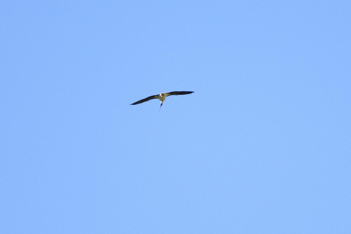 ibis slámokrký - ML619795273
