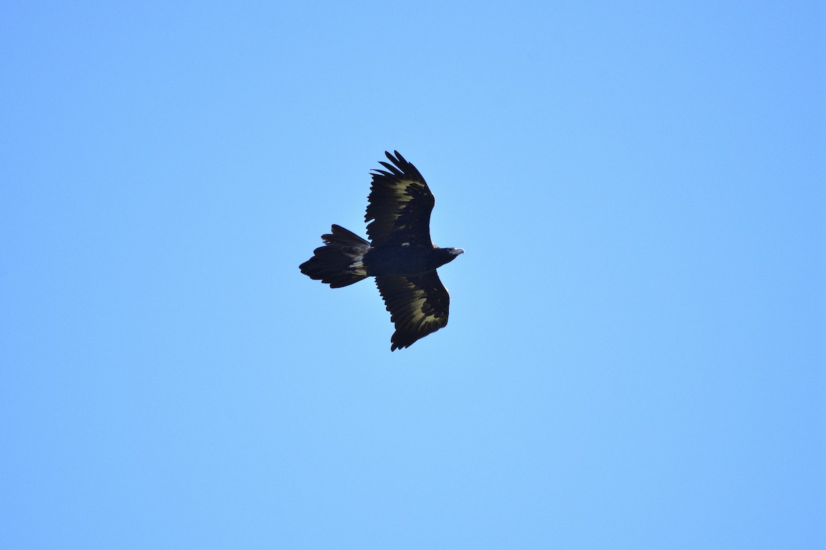 Wedge-tailed Eagle - ML619795275