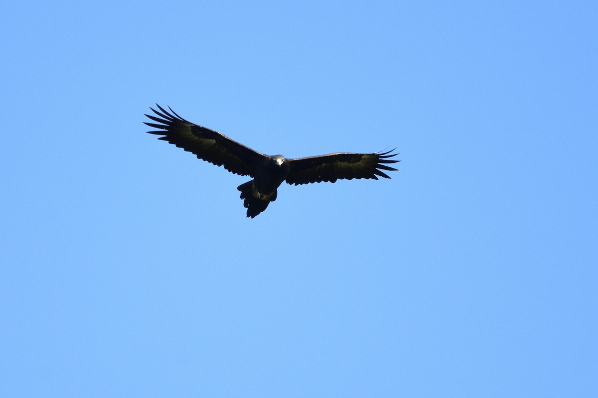 Wedge-tailed Eagle - ML619795276