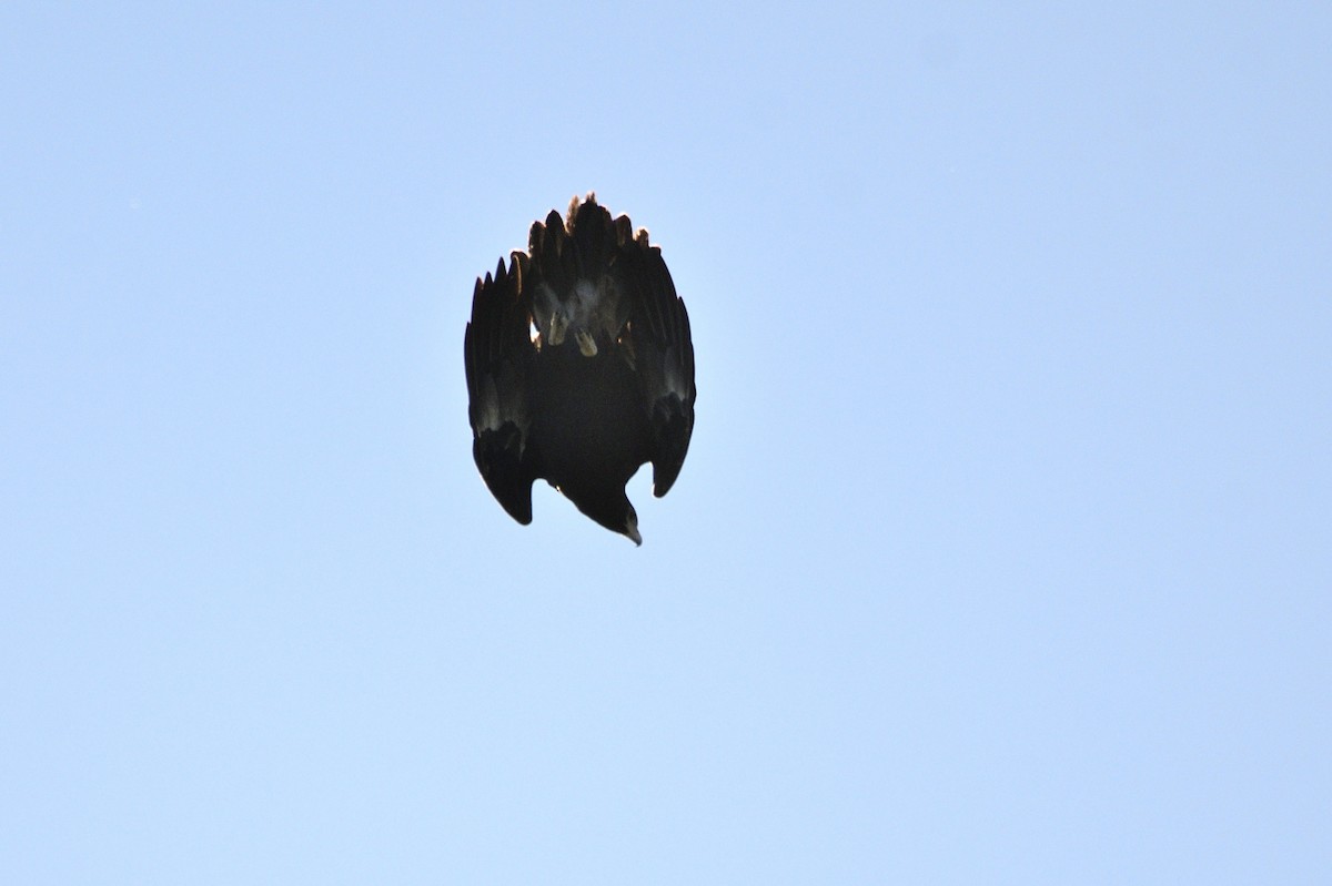 Wedge-tailed Eagle - ML619795281