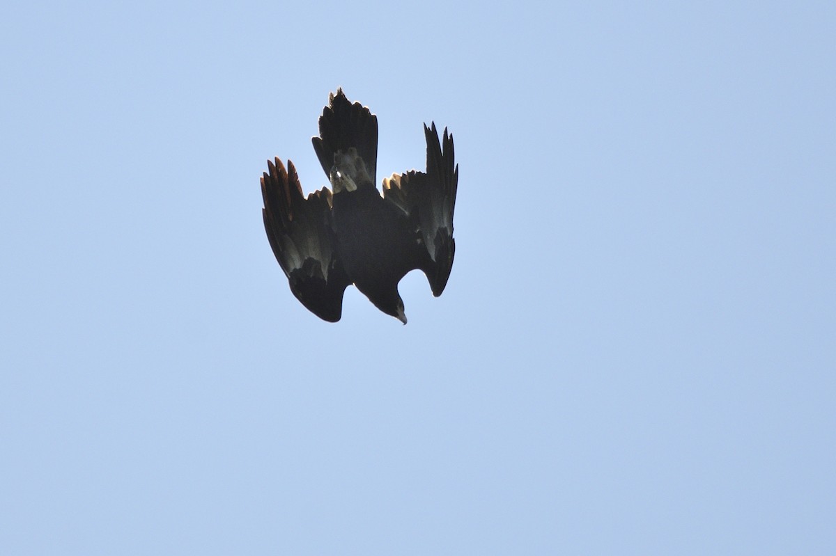 Wedge-tailed Eagle - ML619795282