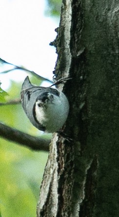 White-breasted Nuthatch - ML619795292