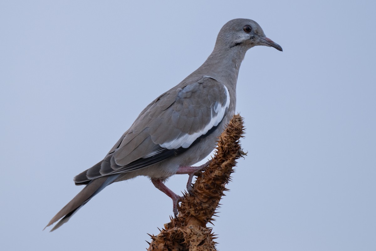 White-winged Dove - ML619795315