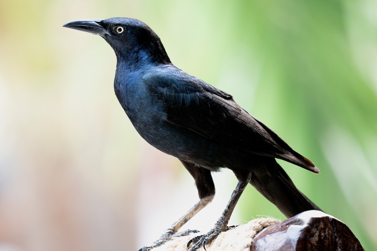 Great-tailed Grackle - ML619795359