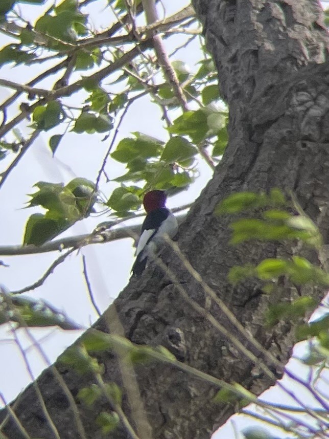 Red-headed Woodpecker - ML619795407