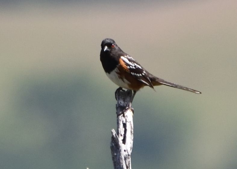 Spotted Towhee - ML619795430