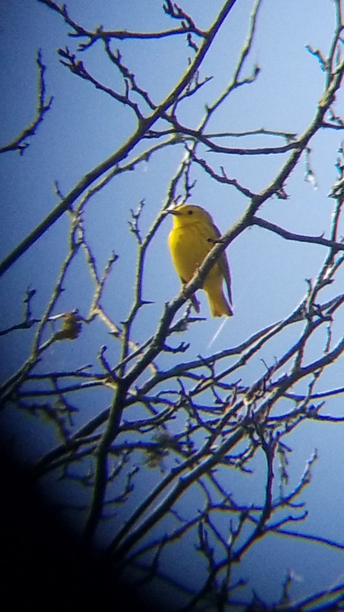 Yellow Warbler - ML619795441