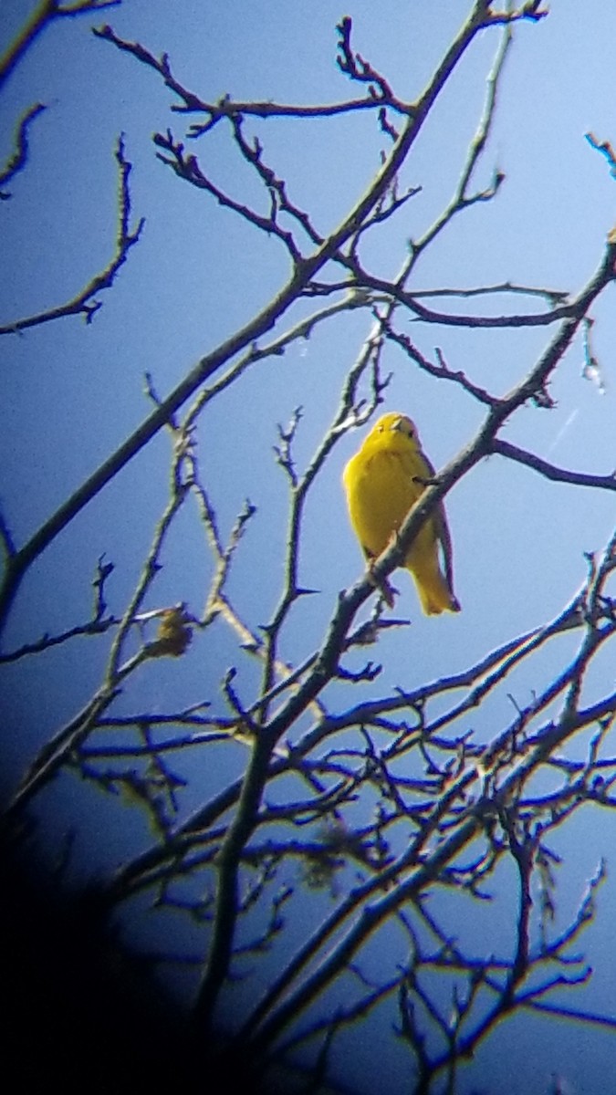 Yellow Warbler - ML619795444