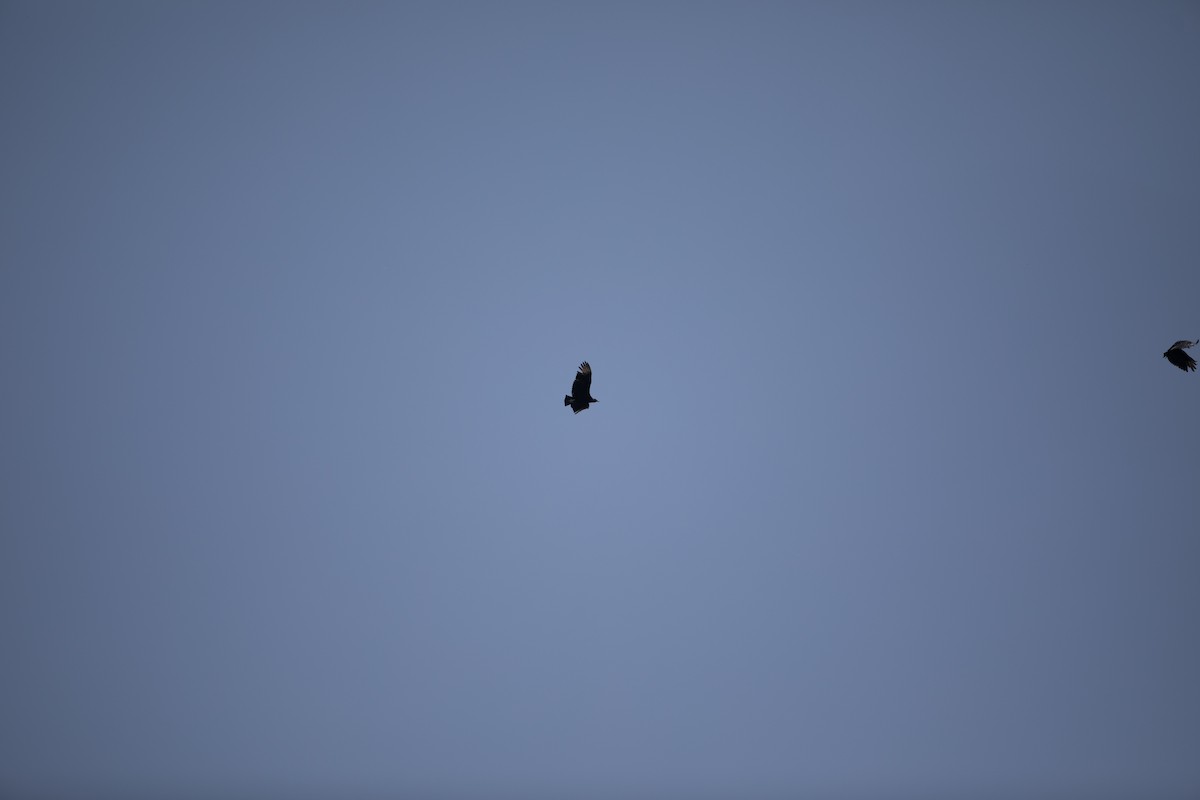 Black Vulture - ML619795449