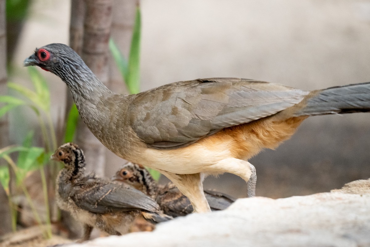 West Mexican Chachalaca - ML619795546