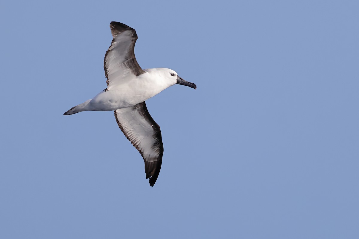 albatros Carterův - ML619795560