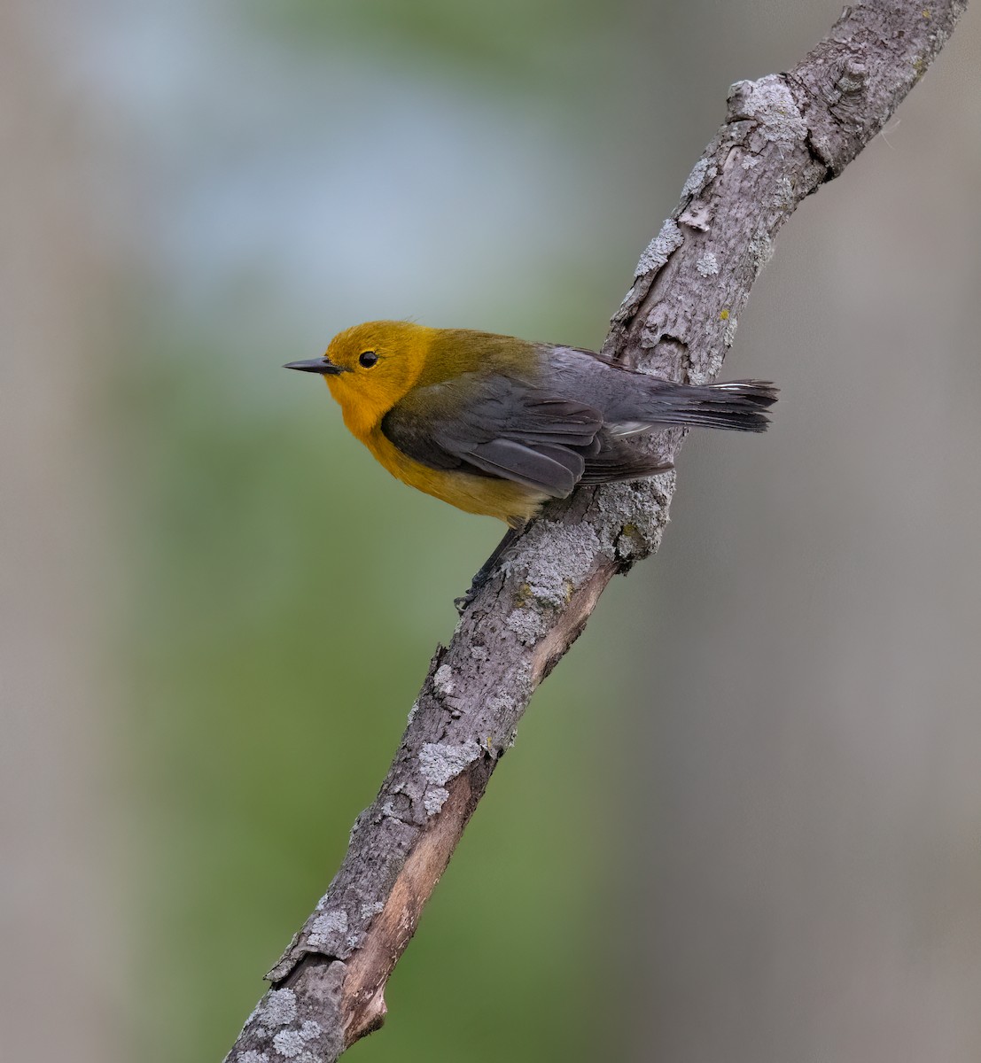 Prothonotary Warbler - ML619795572