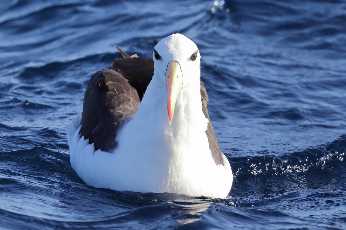 Albatros bekainduna (melanophris) - ML619795583