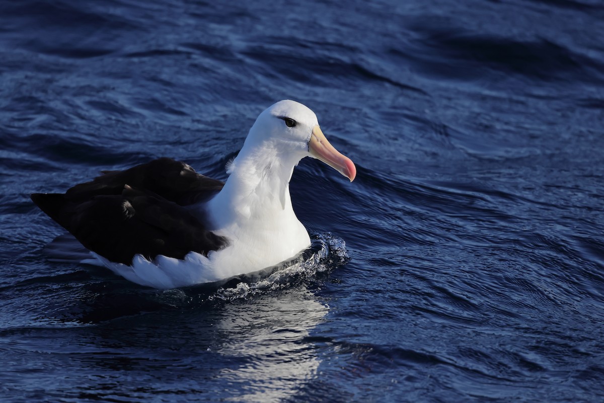 albatros černobrvý (ssp. melanophris) - ML619795584