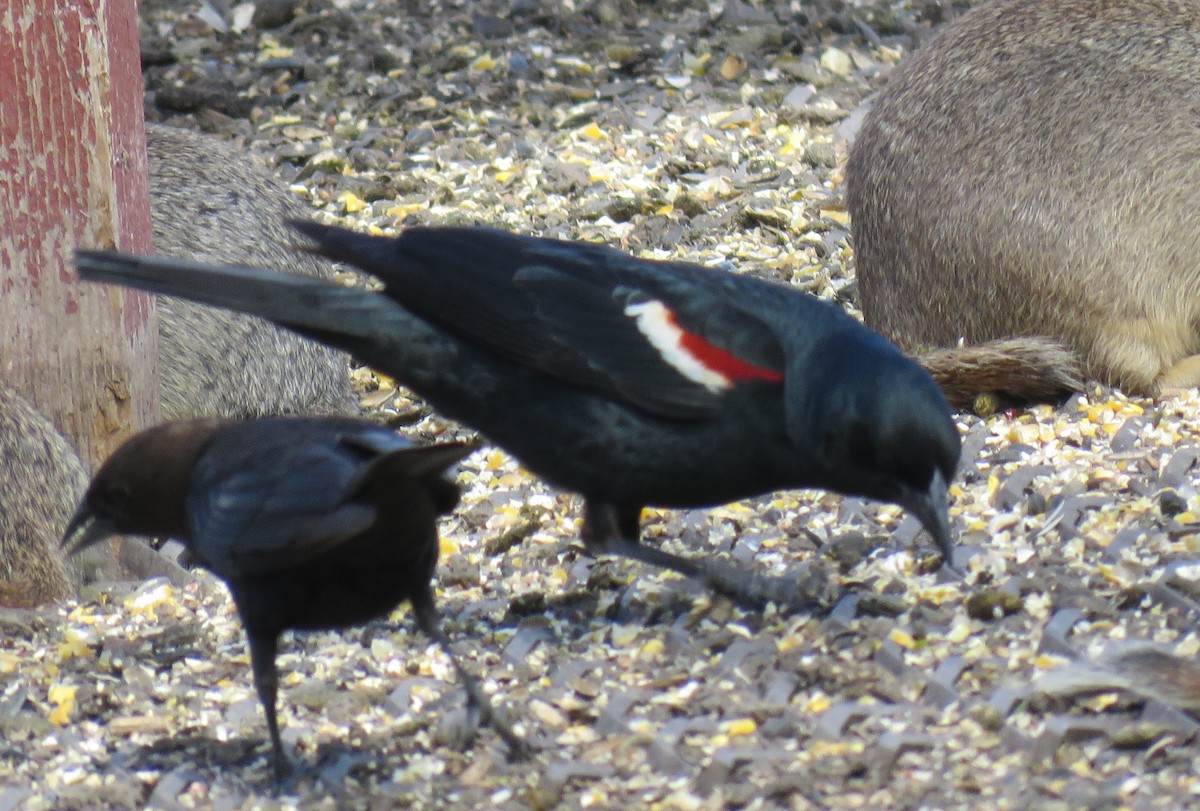 Tricolored Blackbird - ML619795648