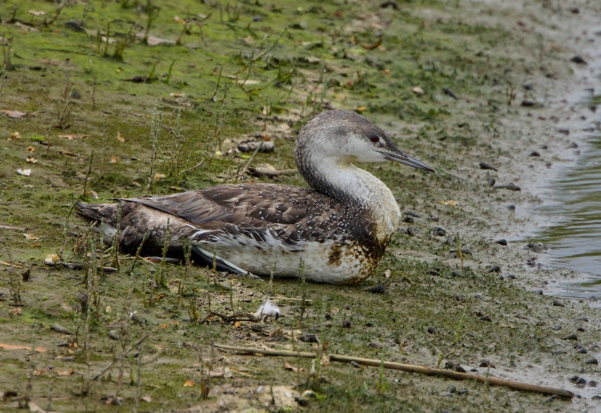 Red-throated Loon - ML619795665