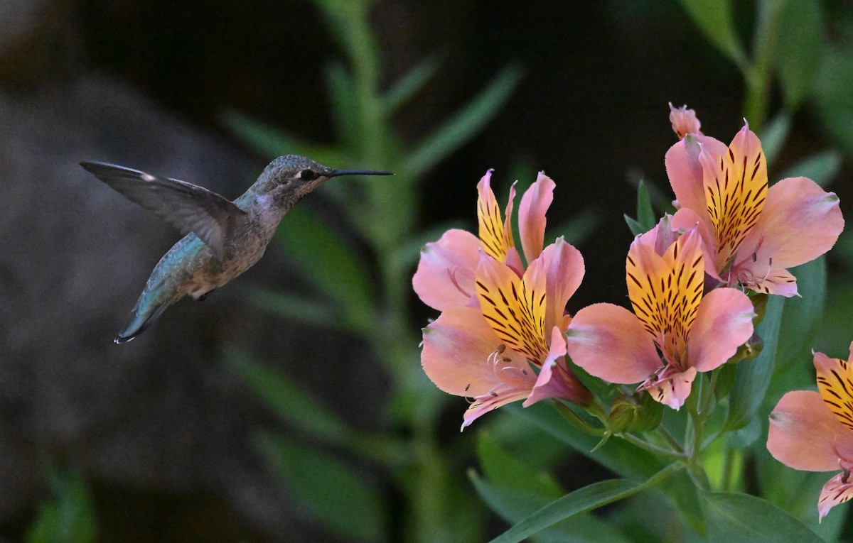 Anna's Hummingbird - ML619795689