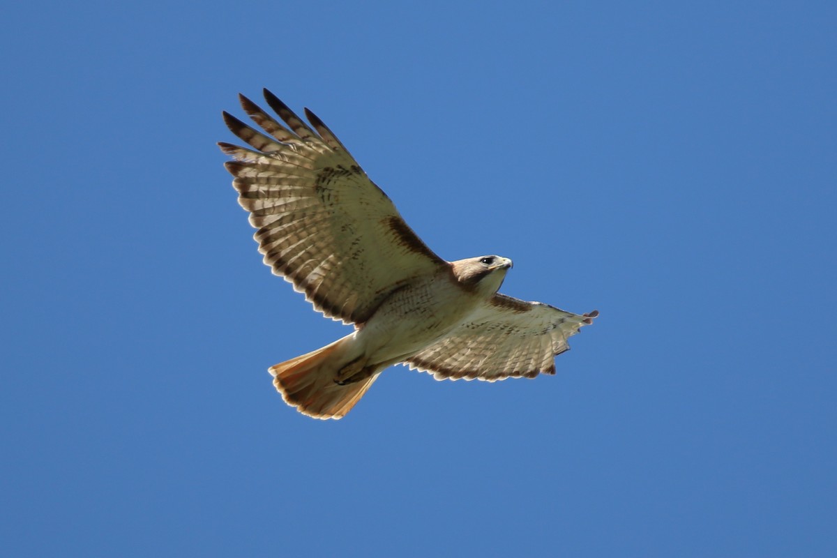 Red-tailed Hawk - ML619795690