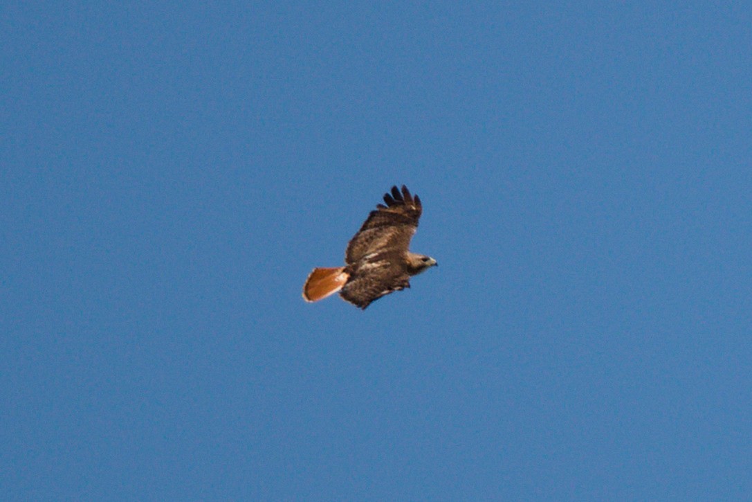 Red-tailed Hawk - ML619795696