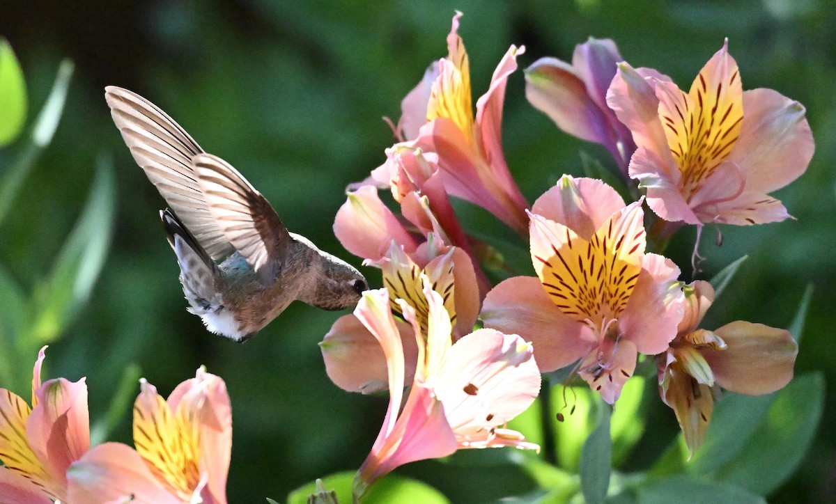 Anna's Hummingbird - ML619795704