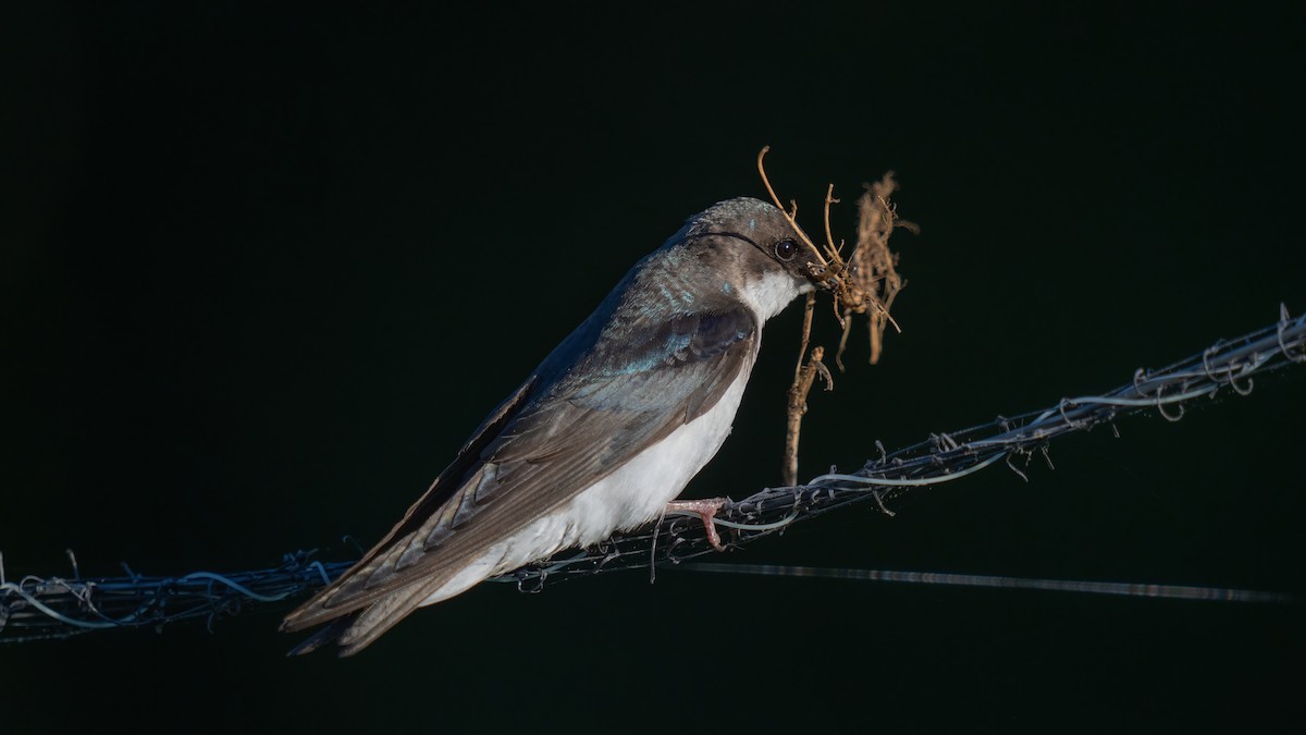 Tree Swallow - ML619795707