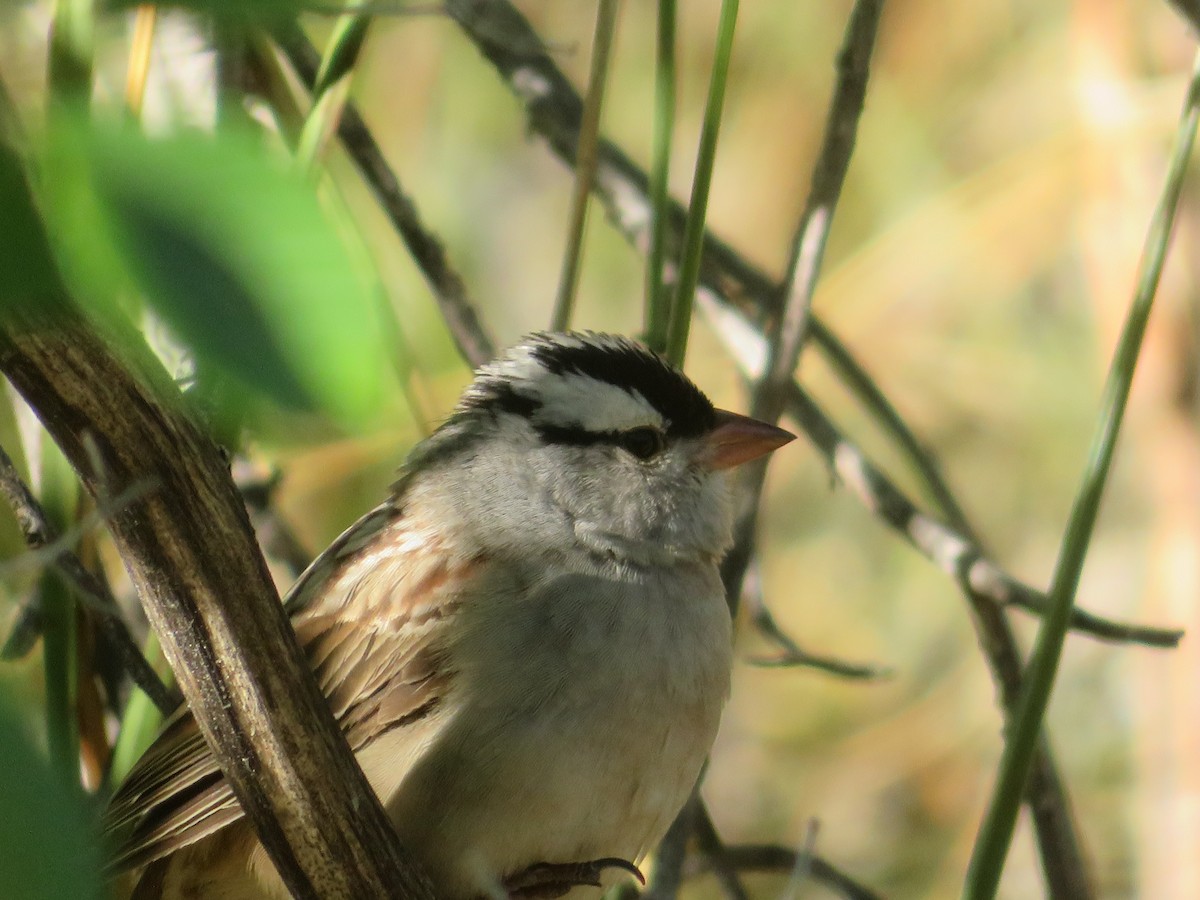 White-crowned Sparrow - ML619795724