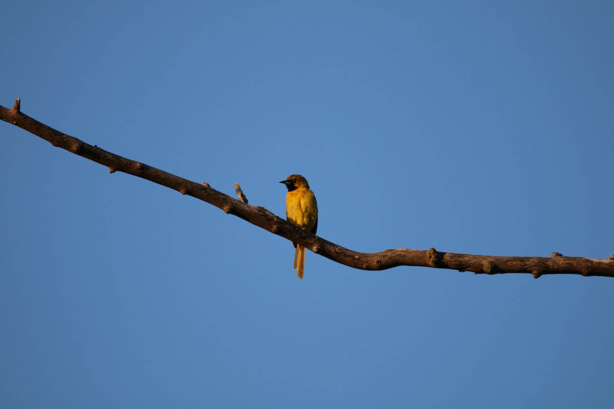 Orchard Oriole - ML619795738