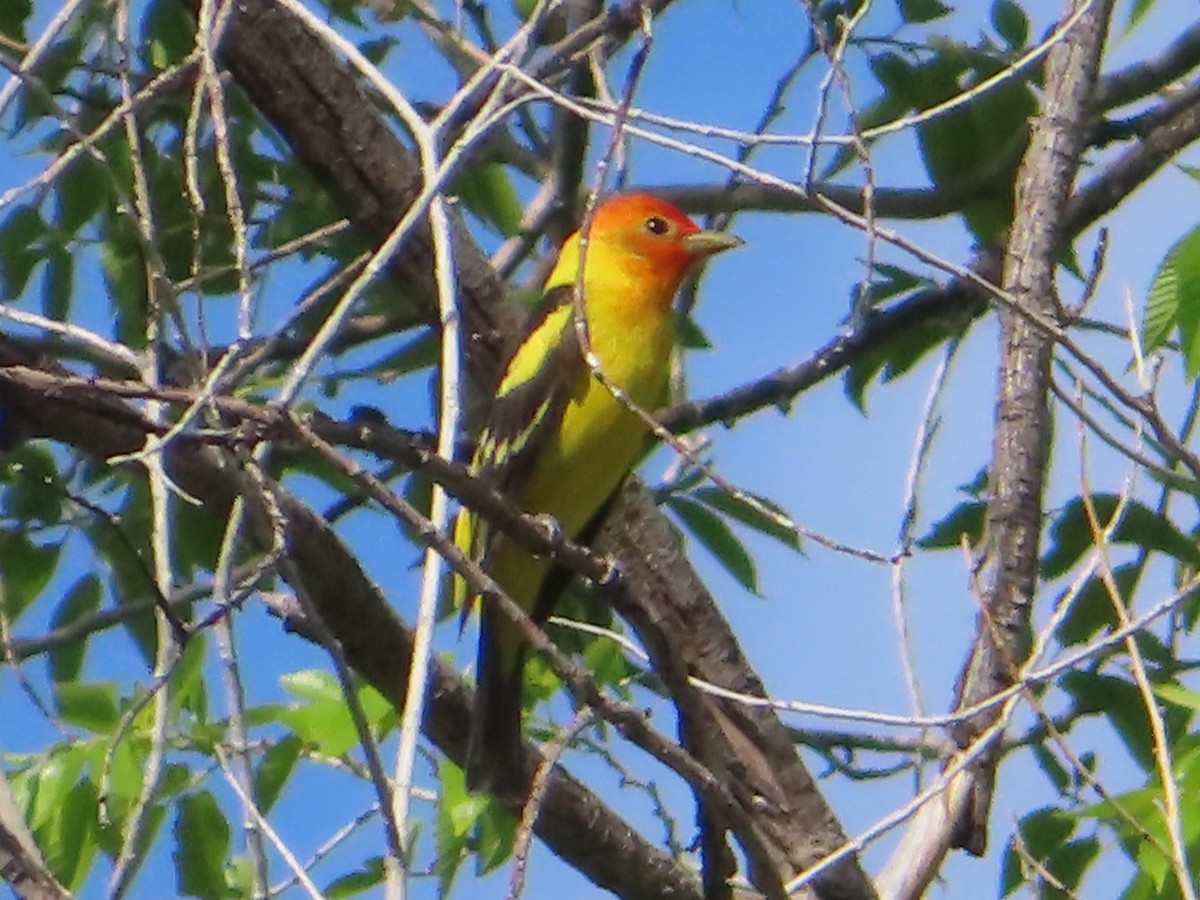 Western Tanager - ML619795768