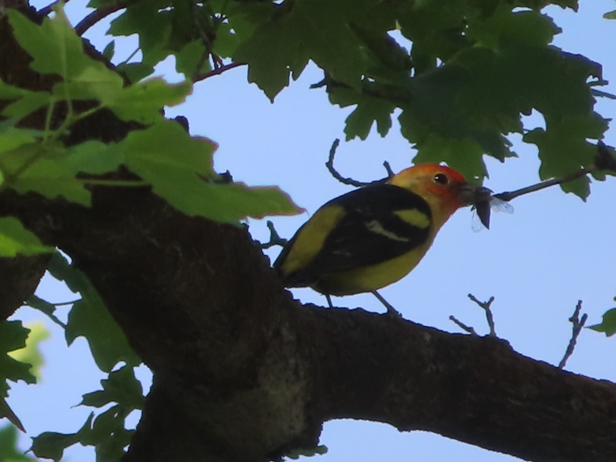 Western Tanager - ML619795770