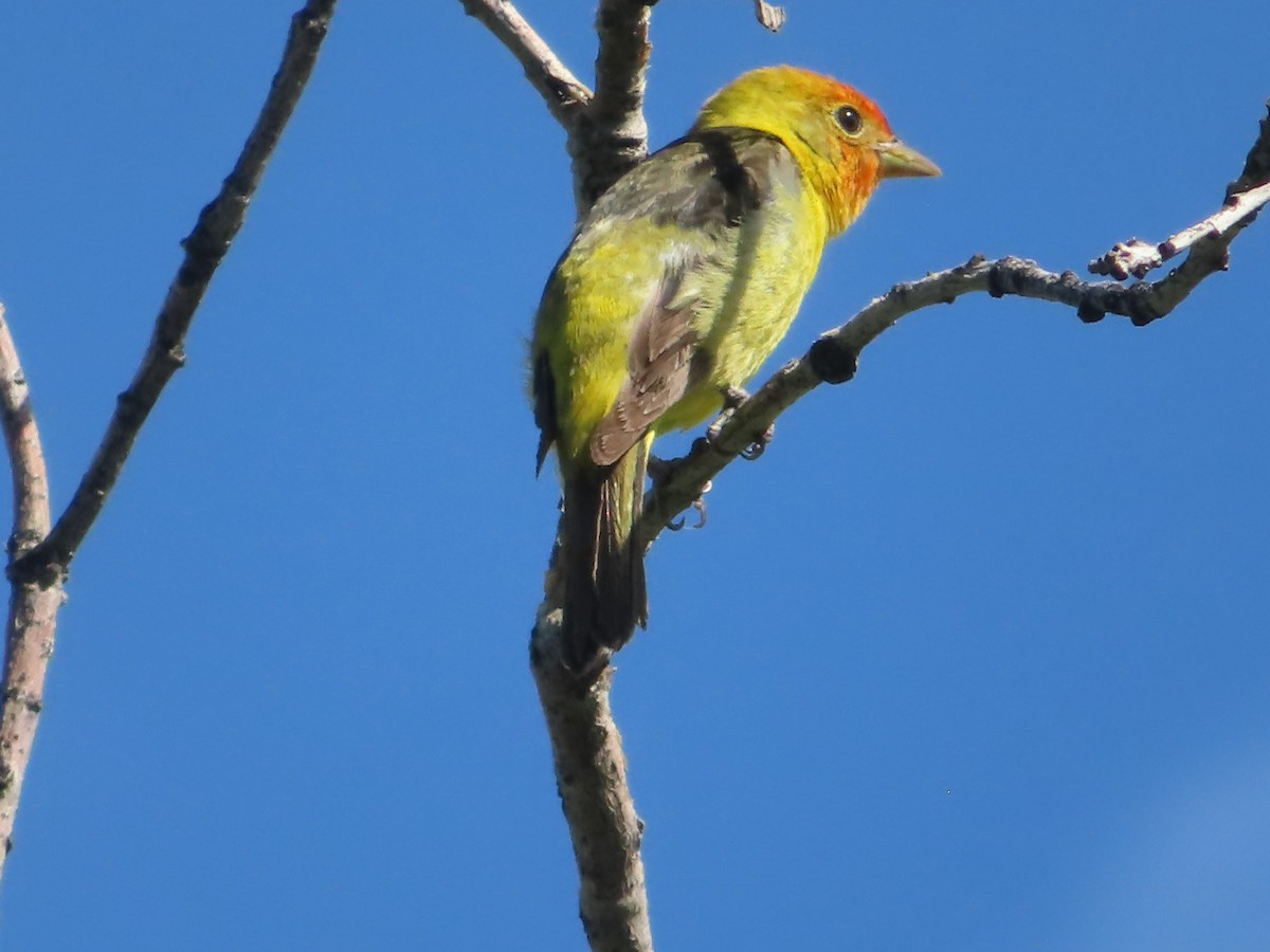 Western Tanager - ML619795771