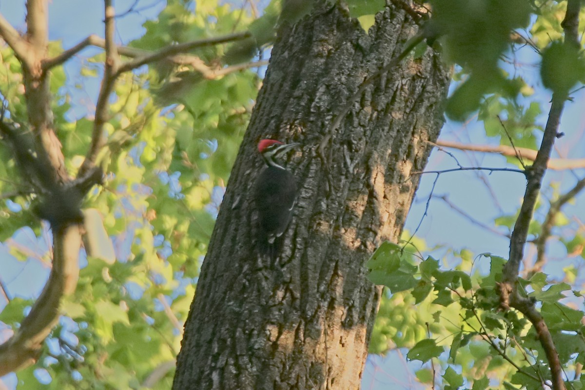 Pileated Woodpecker - ML619795775