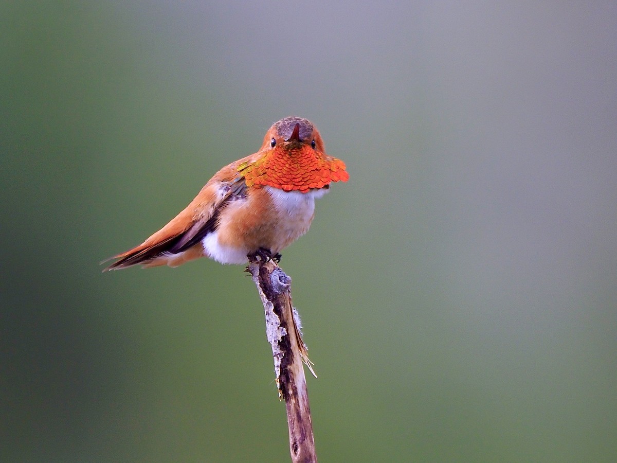 Rufous Hummingbird - ML619795778