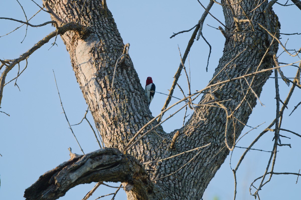 Red-headed Woodpecker - ML619795779