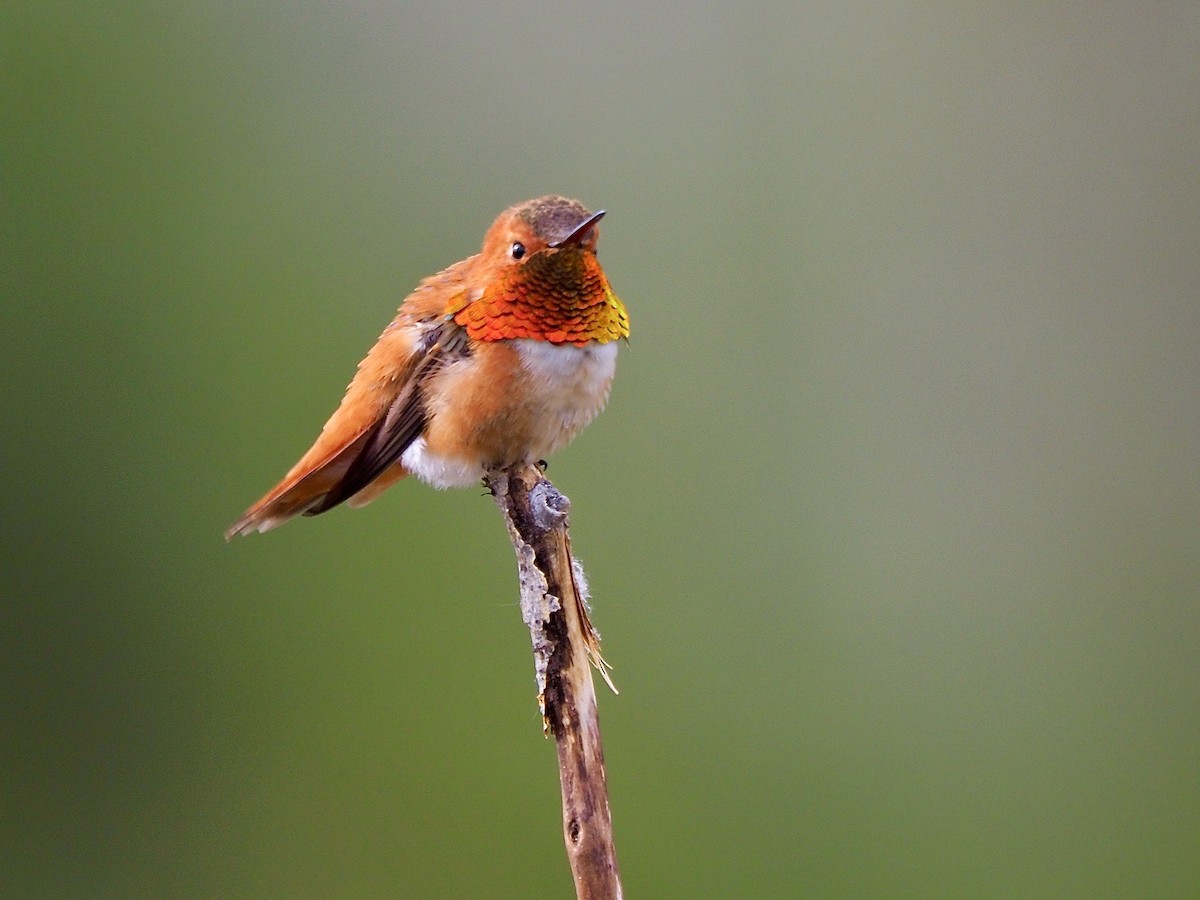 Rufous Hummingbird - ML619795788
