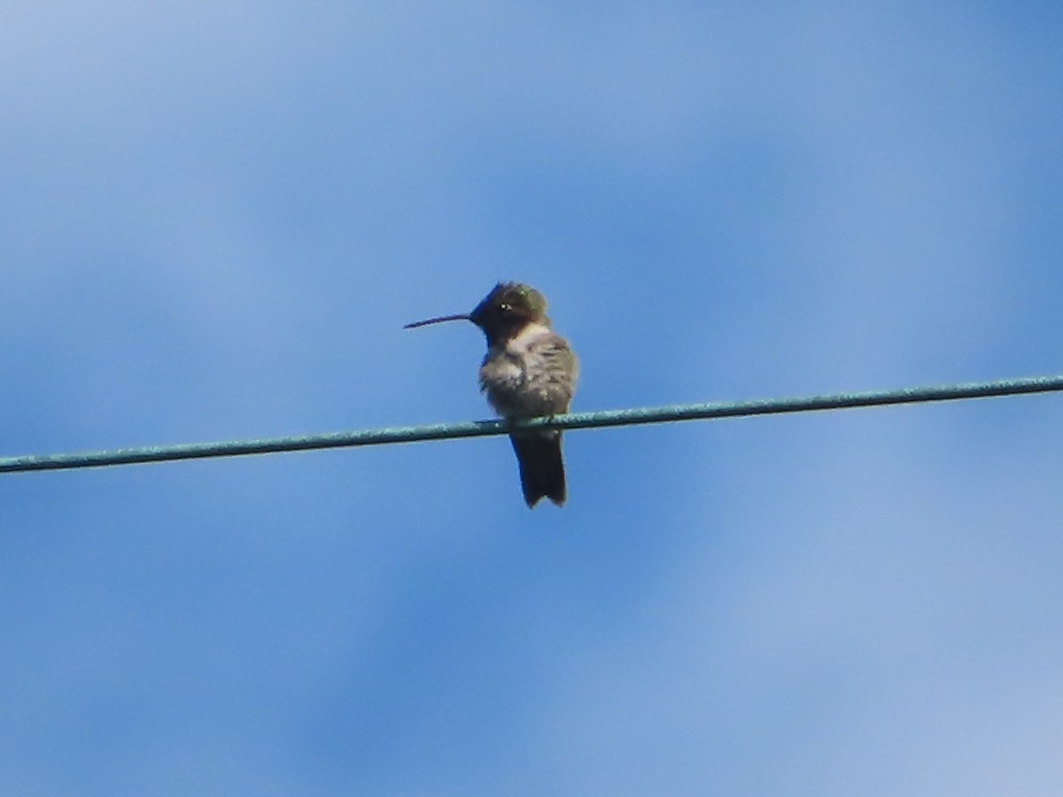 Black-chinned Hummingbird - ML619795813