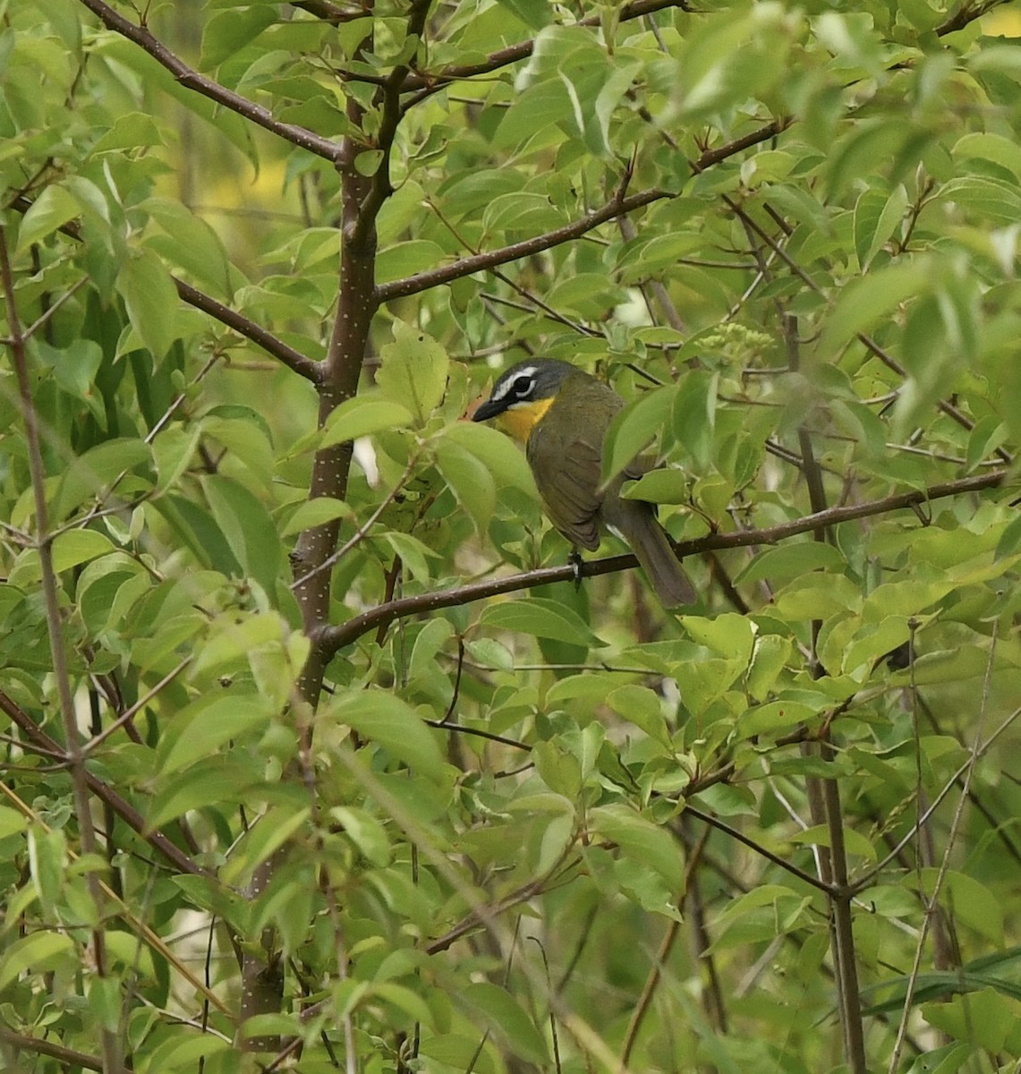 Yellow-breasted Chat - ML619795828