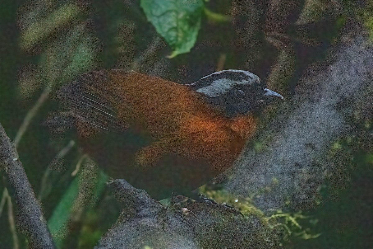 Tanager Finch - ML619795832