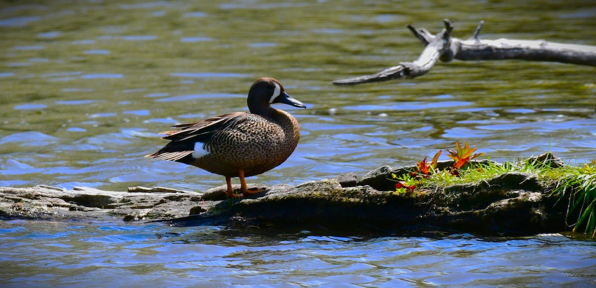 Blue-winged Teal - ML619795867