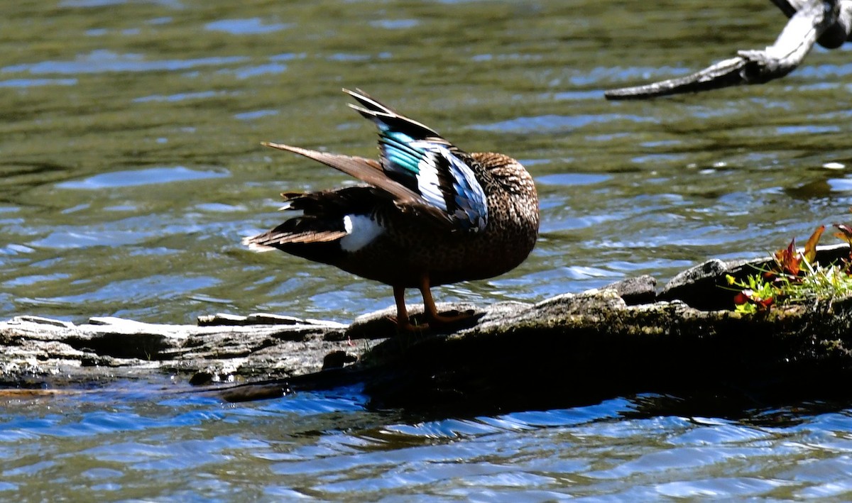 Blue-winged Teal - ML619795874