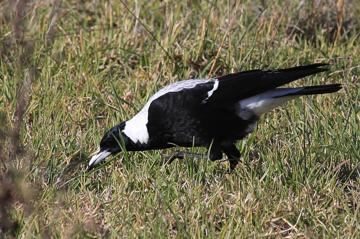 Australian Magpie (White-backed) - ML619795916