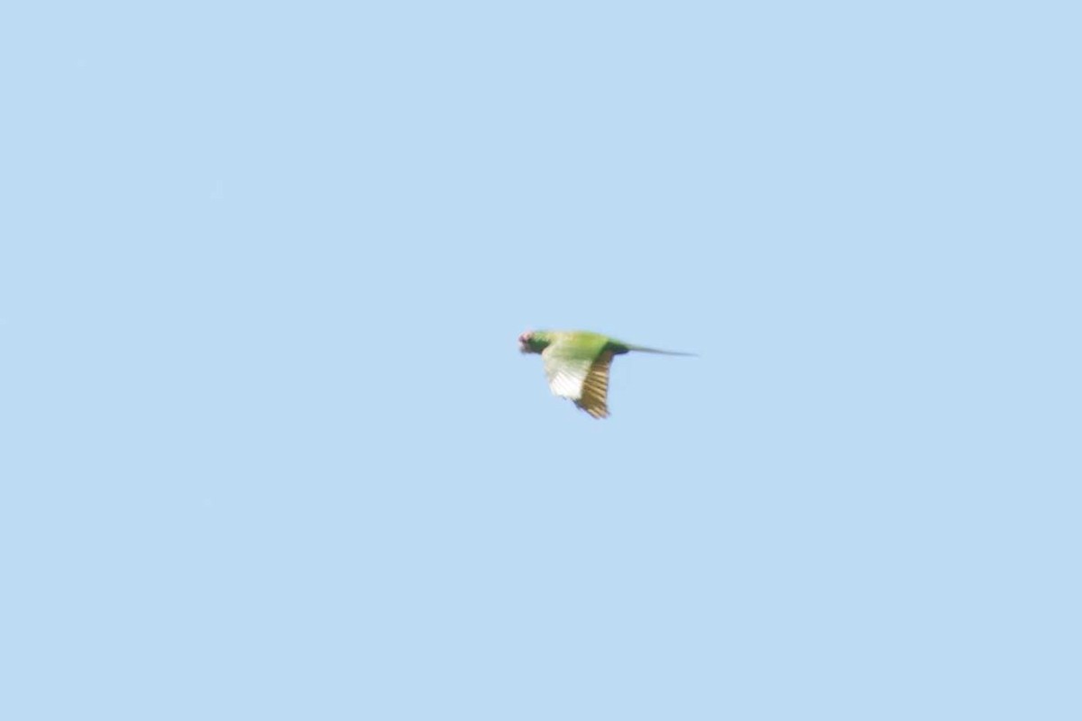 Guayaquil Papağanı - ML619796000