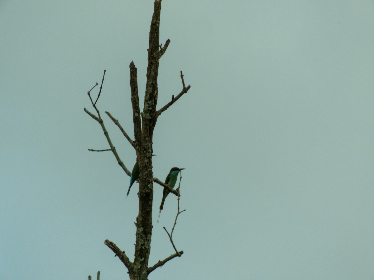 Blue-throated Bee-eater - ML619796041